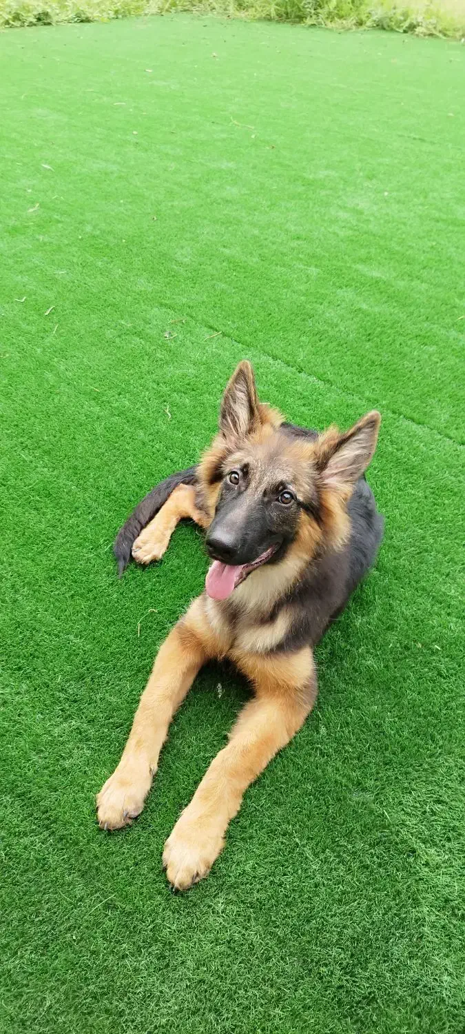 سگ ژرمن شپرد نژاد دار|سگ|سنگر, |دیوار