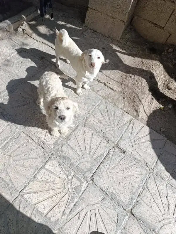 جفت سگ پا کوتاه نر ومادخ|سگ|ماکو, |دیوار