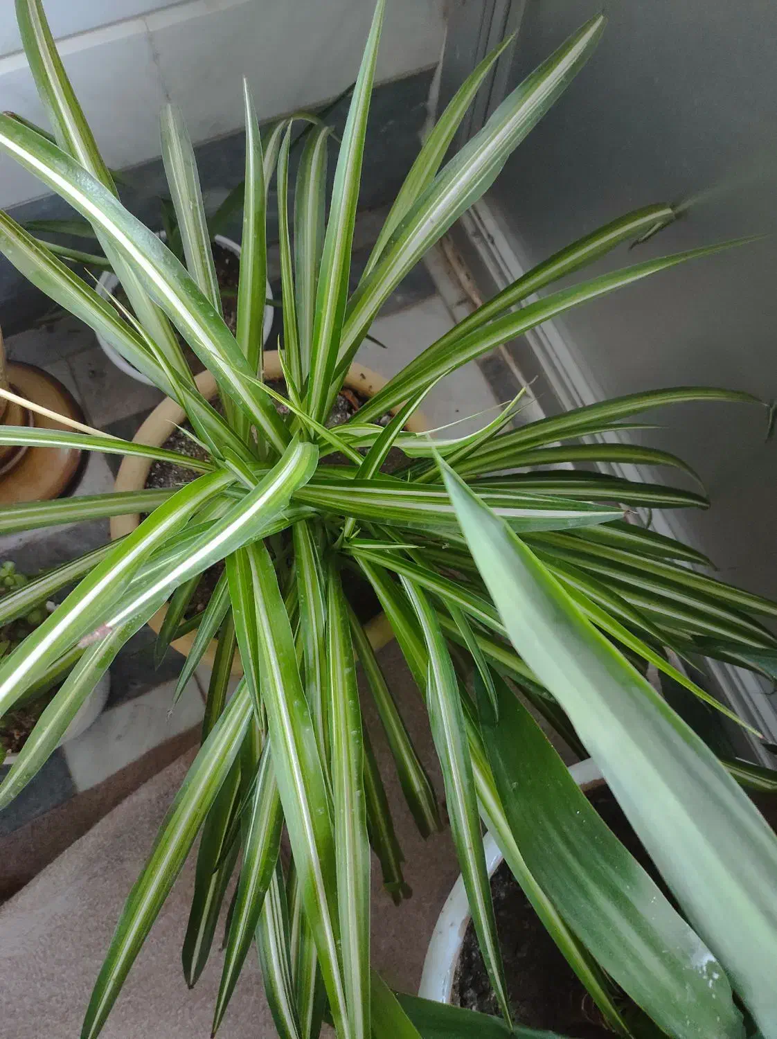 گل طبیعی|گل و گیاه طبیعی|اهر, |دیوار