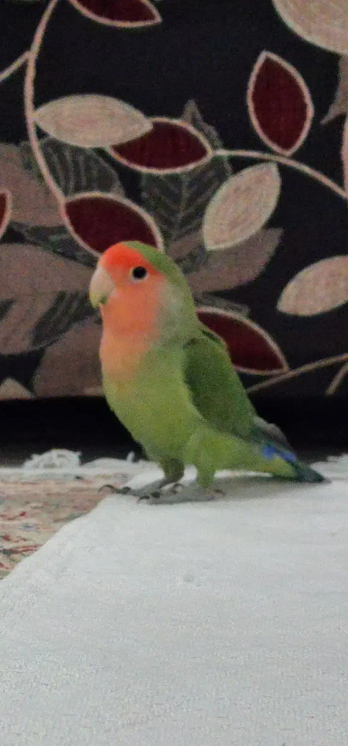 کوتوله برزیلی ۵ رنگ|پرنده|اصفهان, پوریای ولی|دیوار