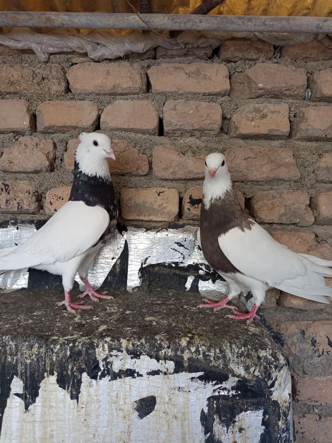 کبوتر|پرنده|سنندج, |دیوار
