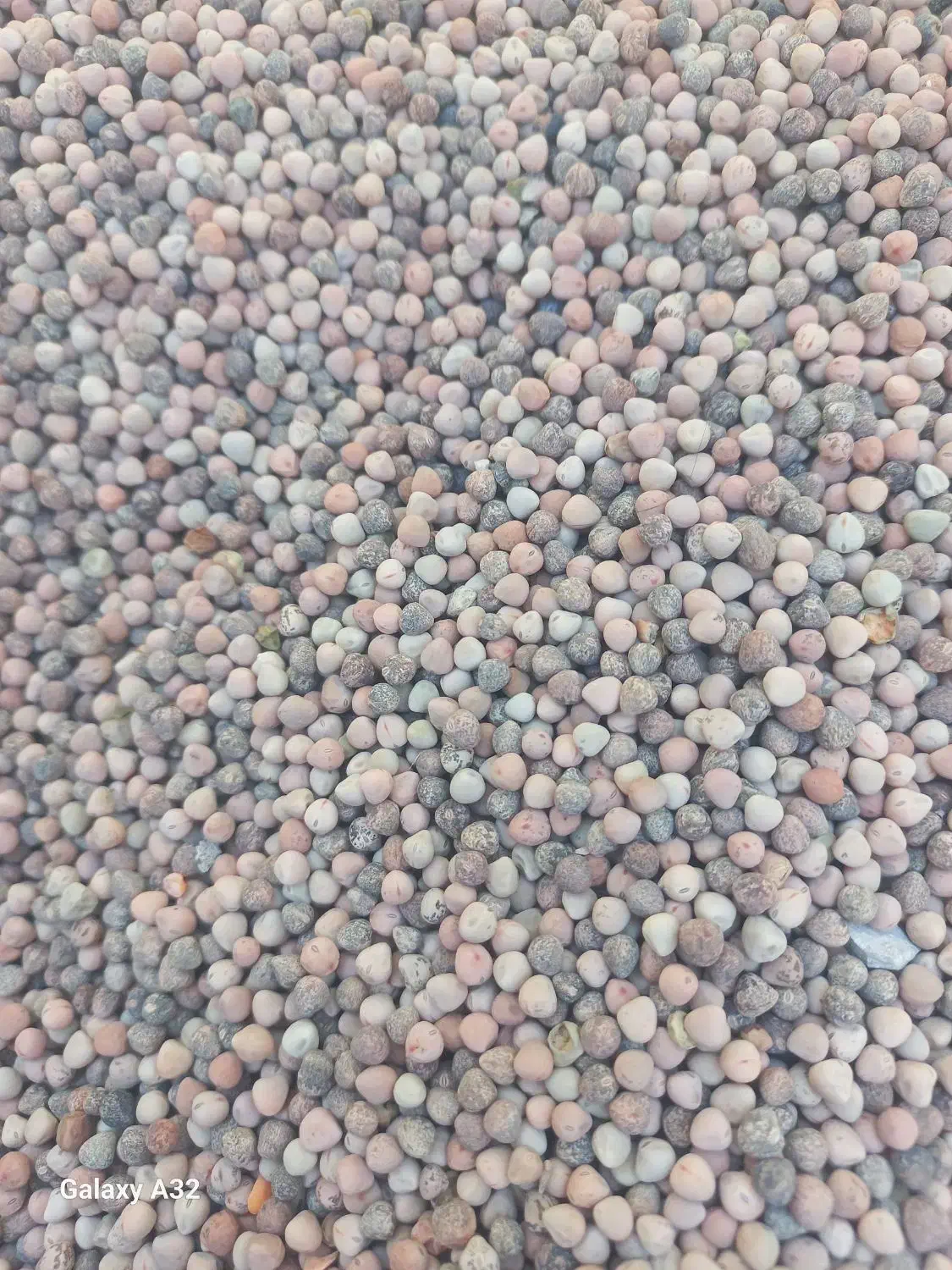 گاودانه|لوازم جانبی حیوانات|ایلام, |دیوار