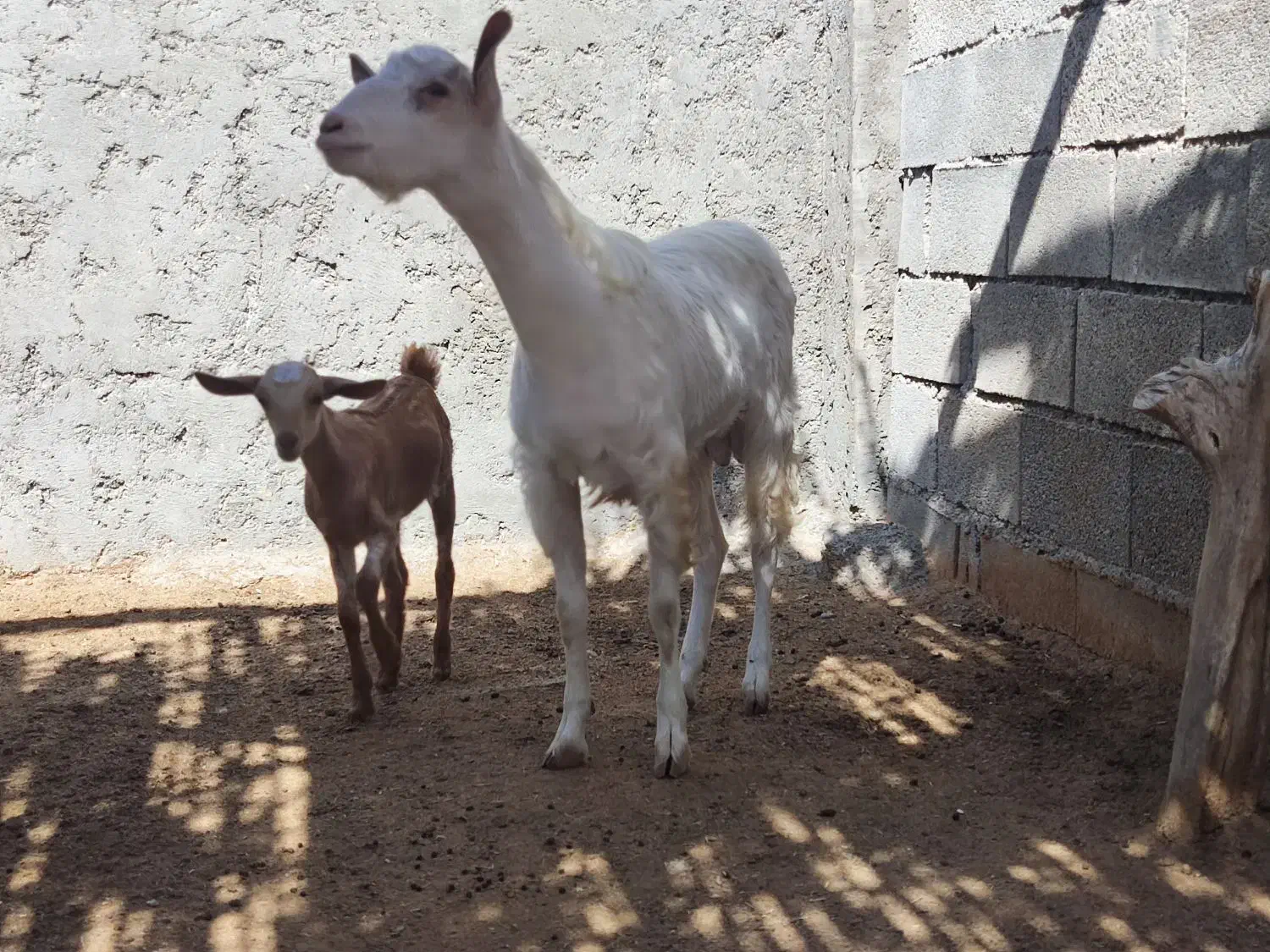 نری جوان|حیوانات مزرعه|تخت, |دیوار