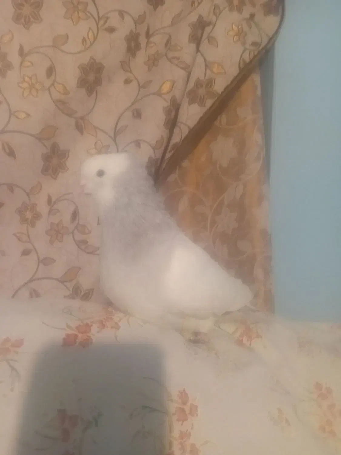 کفتر|پرنده|نوشین شهر, |دیوار