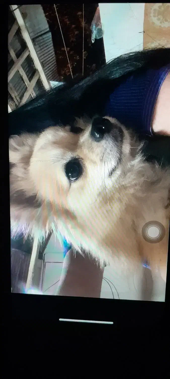 سگ کوچولو پامر واگذار میشه|سگ|صومعه‌سرا, |دیوار