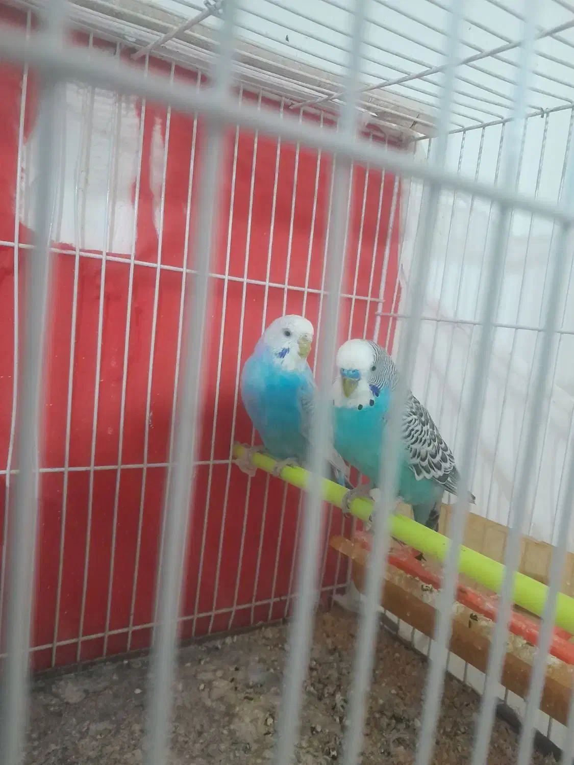 جفت بالغ|پرنده|گلبهار, شهر جدید گلبهار|دیوار