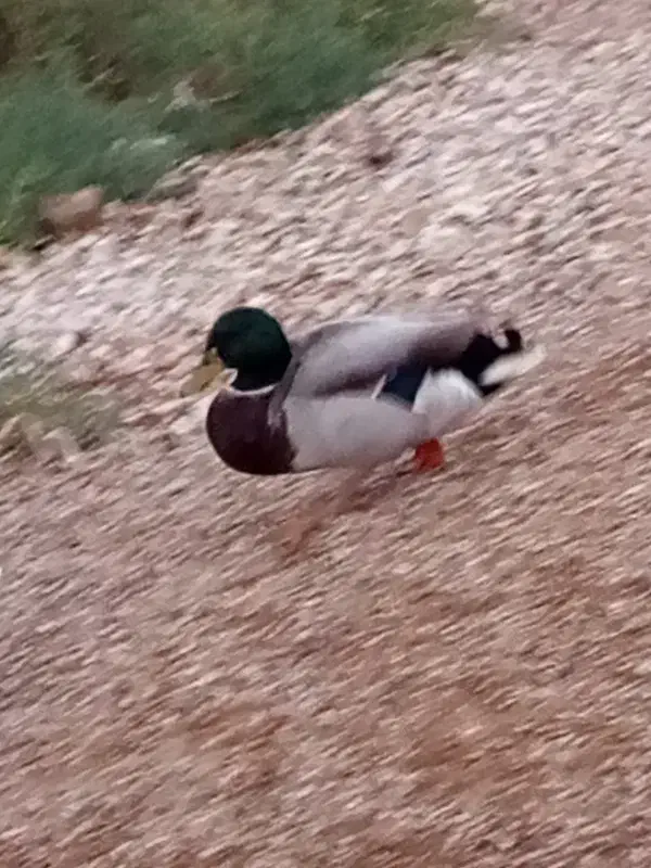 دارخوین|پرنده|خرمشهر, |دیوار