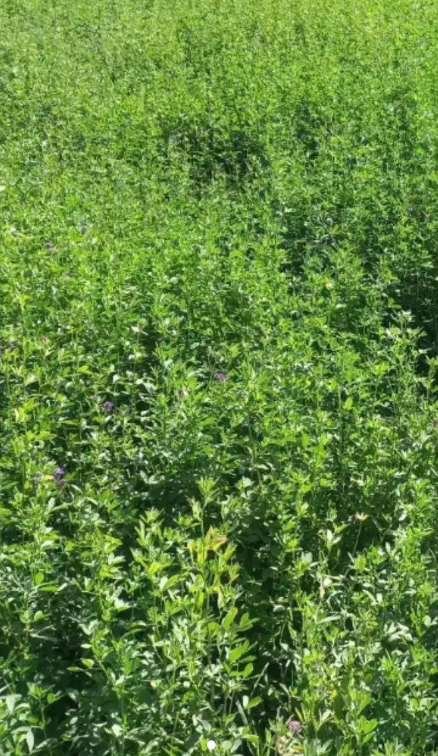 یونجه|لوازم جانبی حیوانات|بروجرد, |دیوار