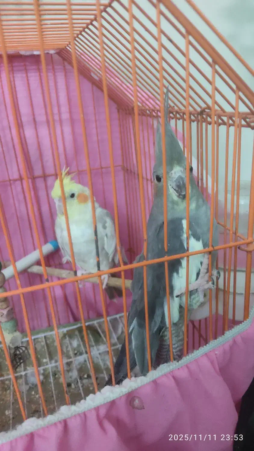 دو عدد عروس هلندی 1200000|پرنده|قائم‌شهر, |دیوار