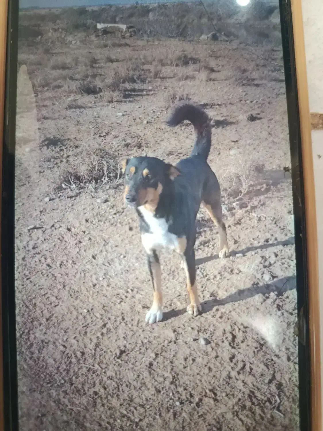 سگ ژرمن|سگ|اهواز, دانشگاه چمران|دیوار