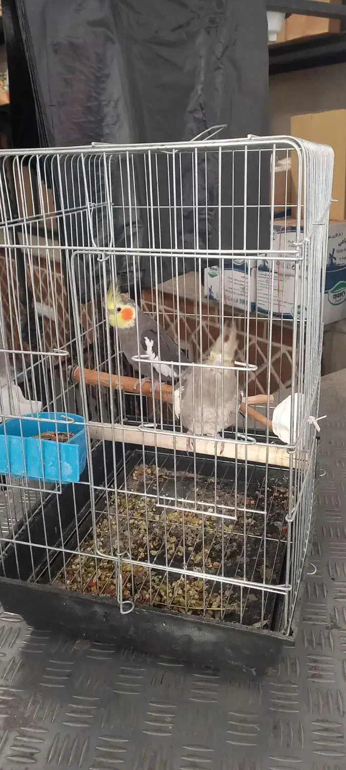 یک جفت طوطی عروس کار داده|پرنده|قزوین, |دیوار