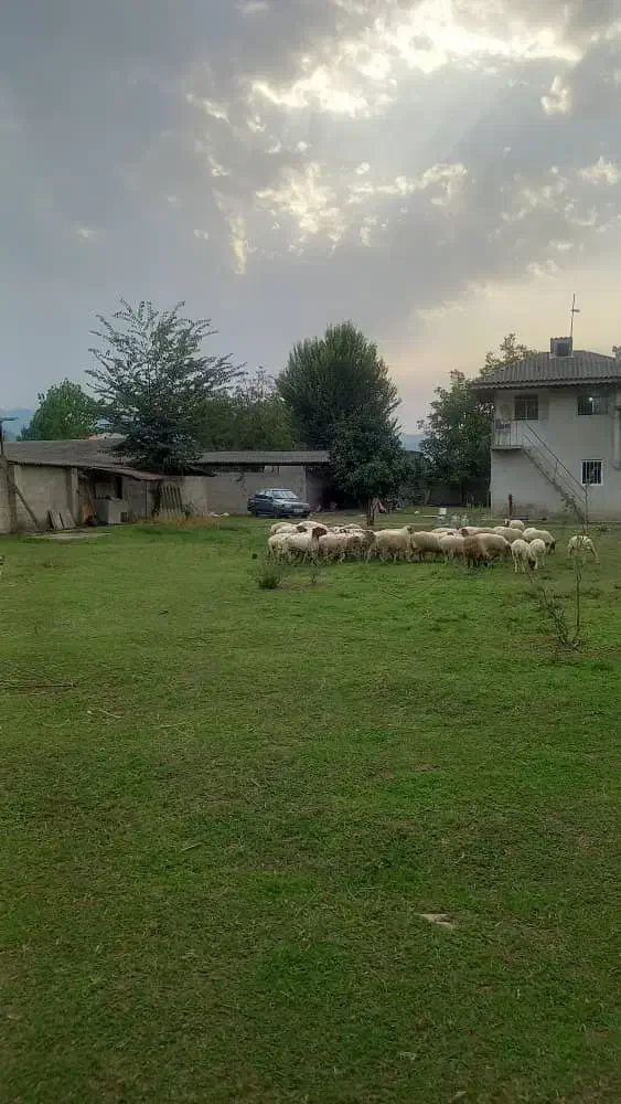 فروش ۵۰۰۰ متری صنعتی و تجاری خشکنودهان|فروش دفتر صنعتی، کشاورزی، تجاری|ماکلوان, |دیوار