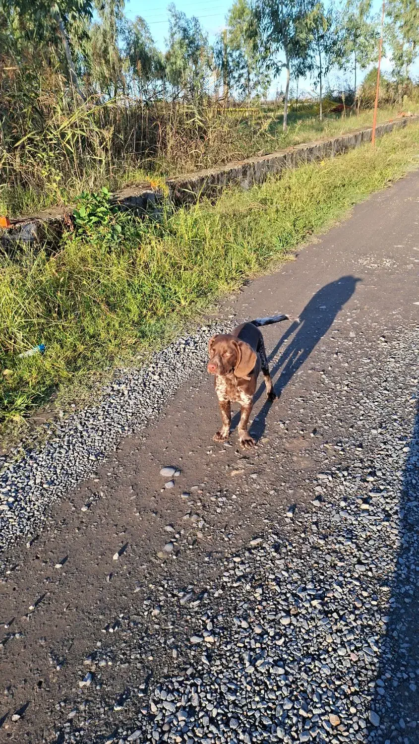 سگ پوینتر آلمانی|سگ|رودسر, |دیوار