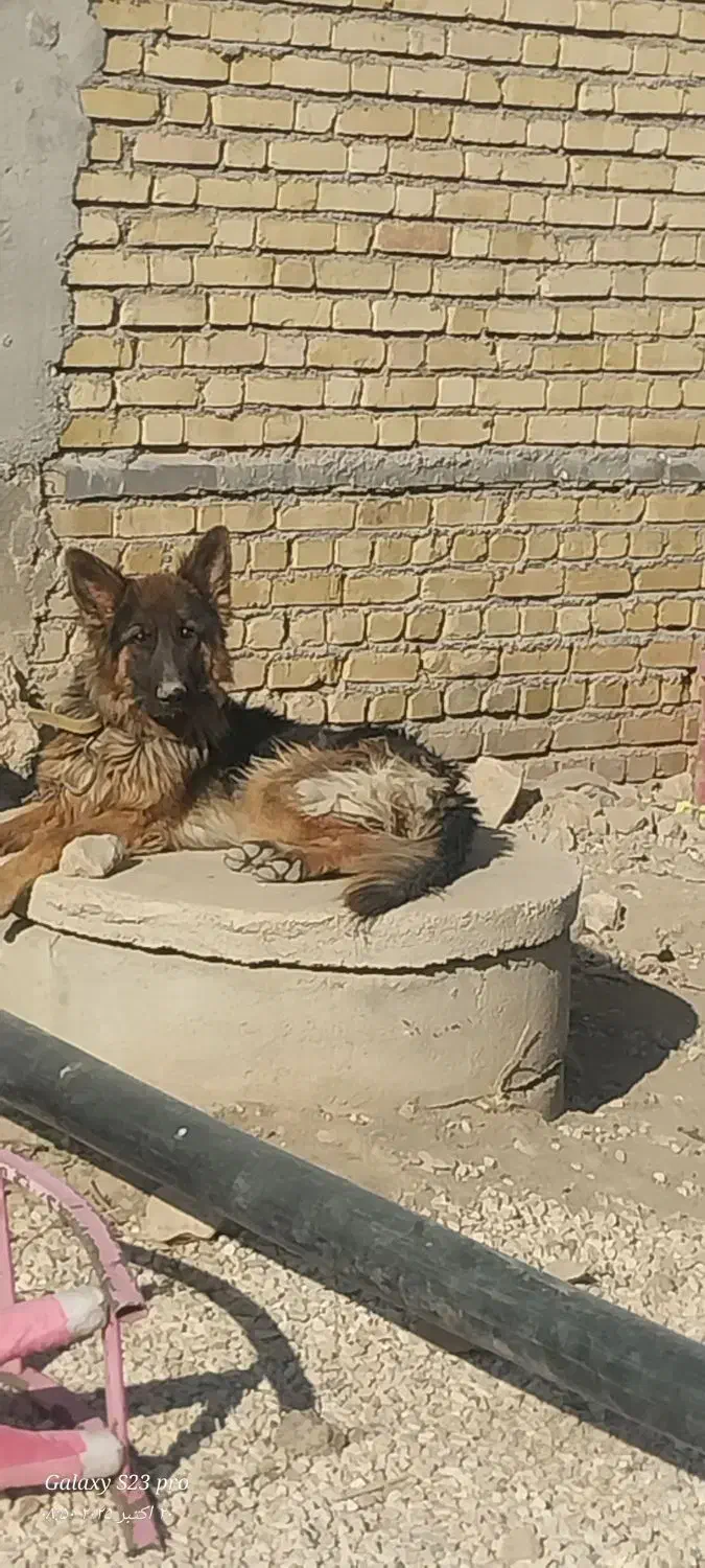 سگ نر ژرمن|سگ|کرمانشاه, |دیوار