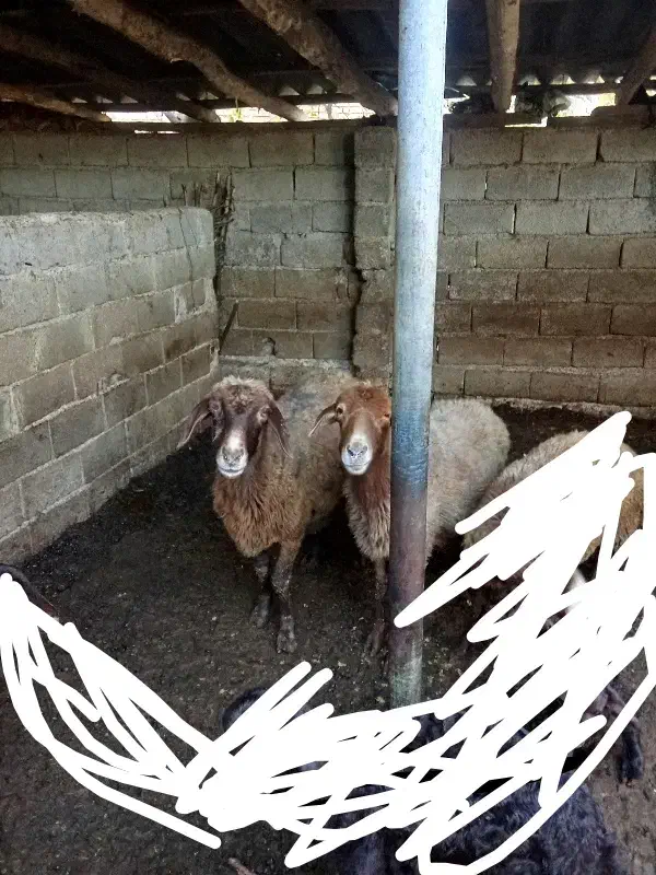 دو راس میش|حیوانات مزرعه|آزادشهر, |دیوار