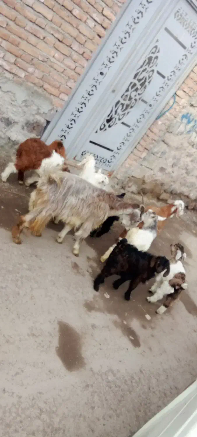 بزغاله اوتاخ|حیوانات مزرعه|مشگین شهر, |دیوار