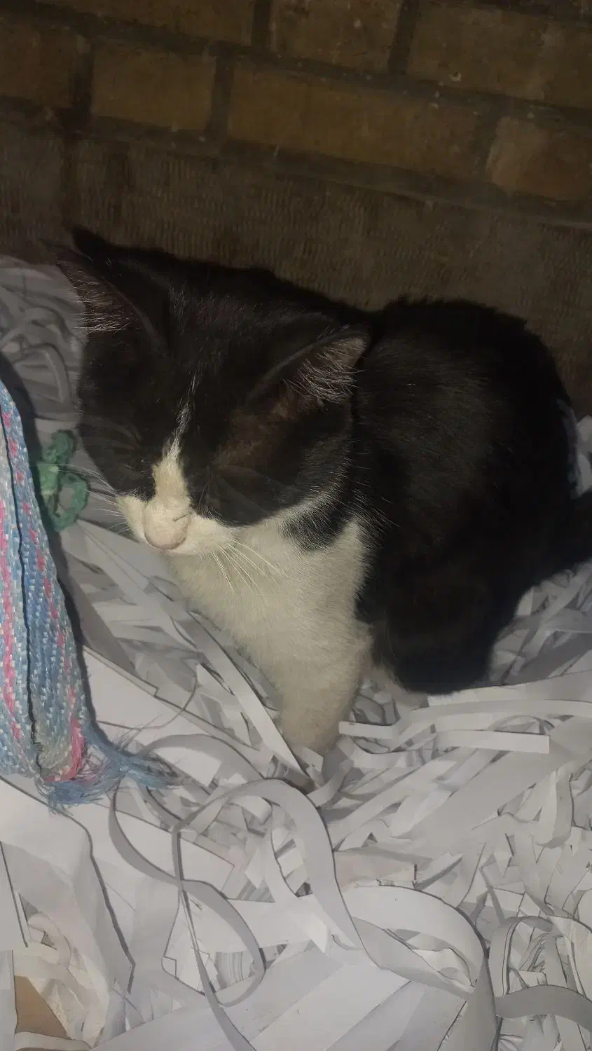 گربه خانگی|گربه|اصفهان, حصه جنوبی|دیوار