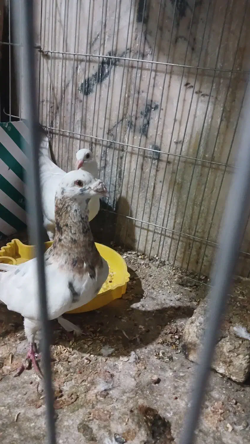 هفترنگ نروماده|پرنده|سبزوار, شهرک صنعتی فرودگاه|دیوار