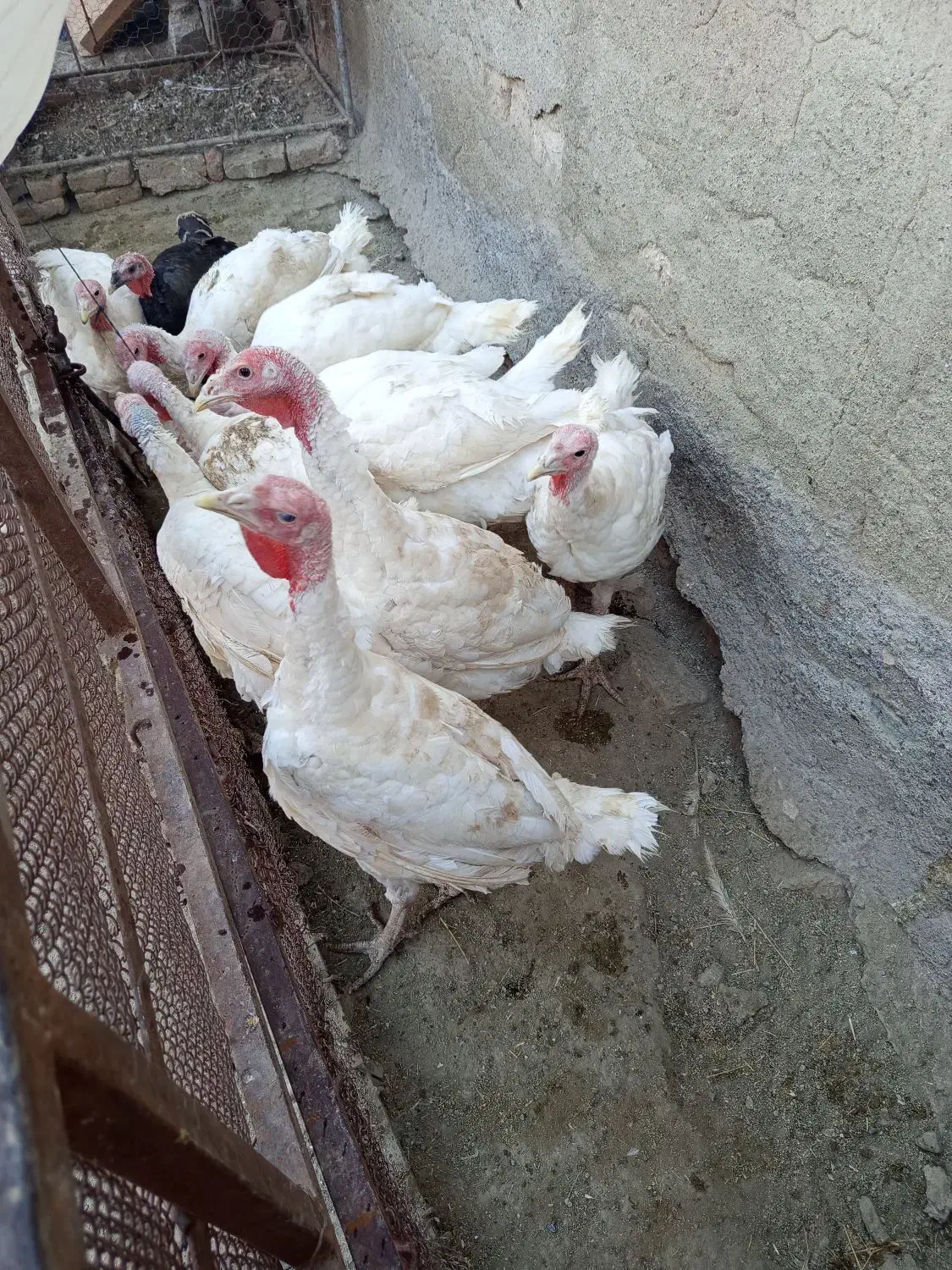 بوقلمون بیوتی گوشتی|حیوانات مزرعه|خوی, |دیوار