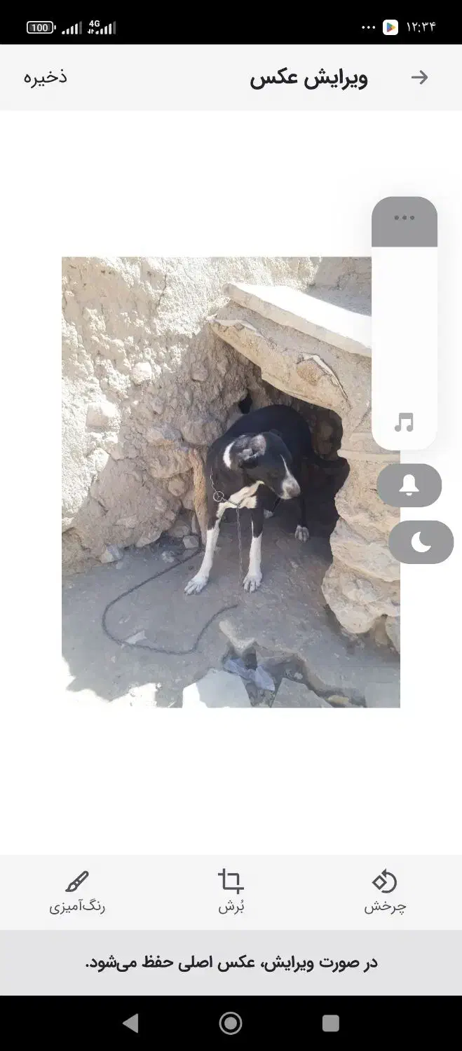 توله نر سرابی ب نفر پارس میکنه|سگ|خنجین, |دیوار