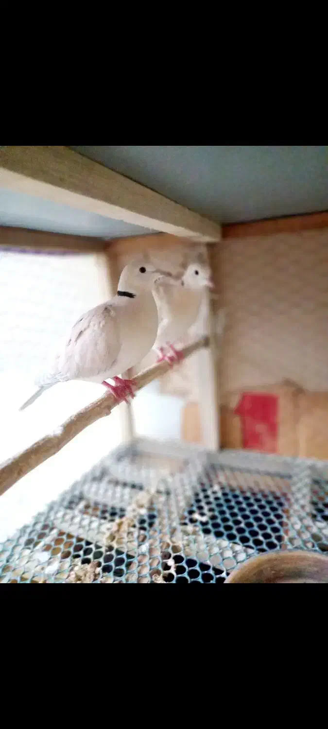 یک جفت کبوتر زینتی خارجی|پرنده|لاهیجان, گلستان|دیوار