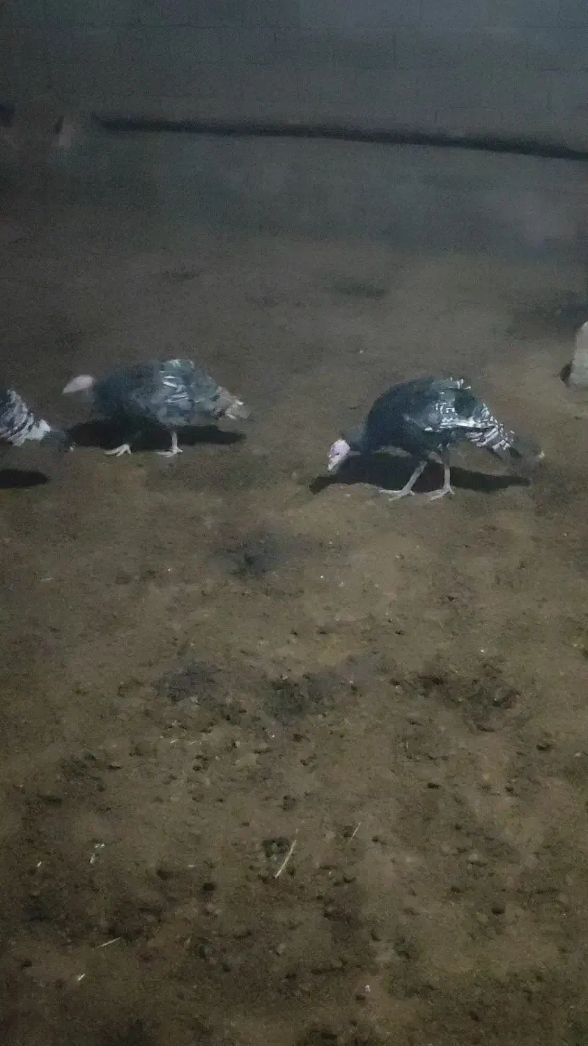 به علت تغییر شغل|حیوانات مزرعه|ورامین, ورامین|دیوار