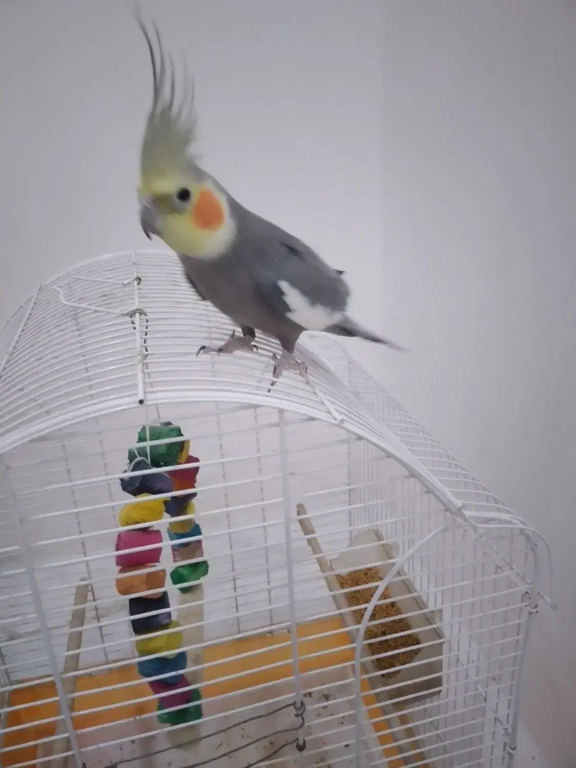 عروس هلندی|پرنده|خرم‌آباد (تنکابن), |دیوار