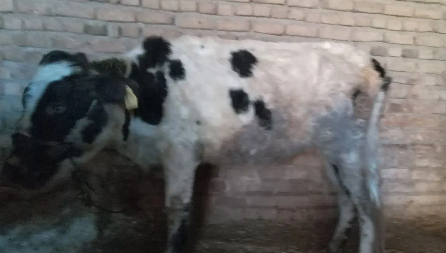 گوساله سالم|حیوانات|بیرانوند, |دیوار