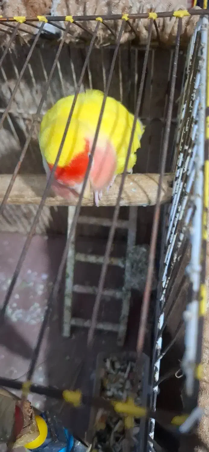 طوطی برزیلی صورت هلویی نیمه اهلی 6ماهه|پرنده|بندر امام خمینی, |دیوار