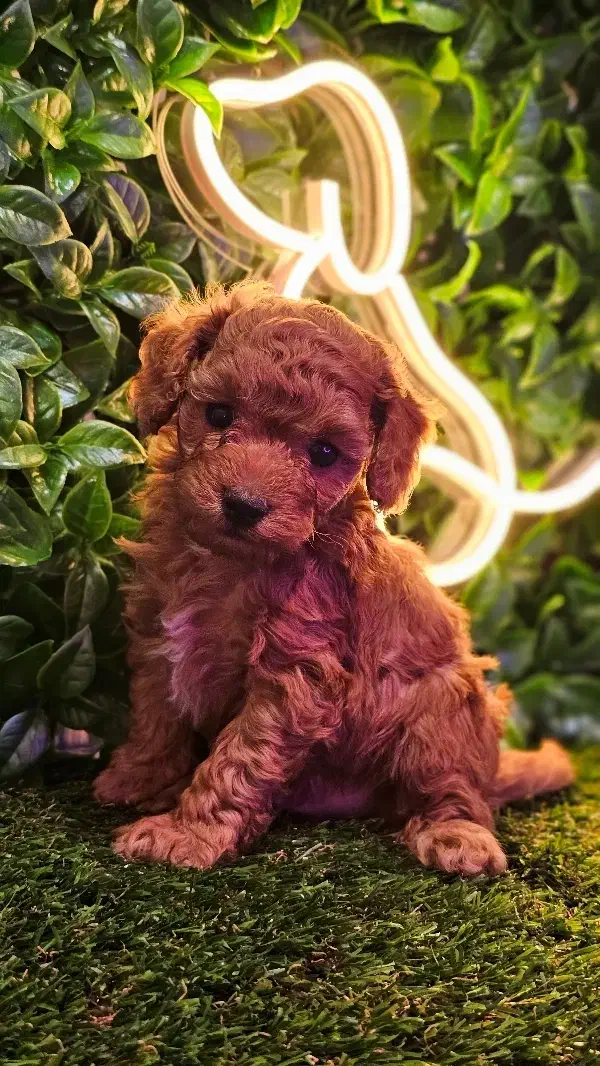 توله سگ توی پودل|سگ|شیراز, زرهی|دیوار