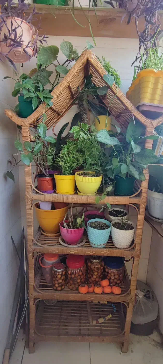 شلف حصیری|کتابخانه، شلف، قفسه‌های دیواری|رشت, کوی بیانی|دیوار