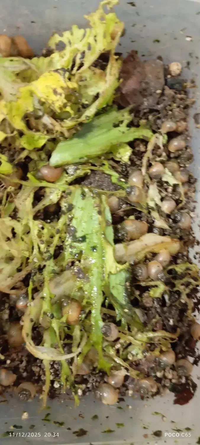 حلزون|خزنده|قروه, |دیوار