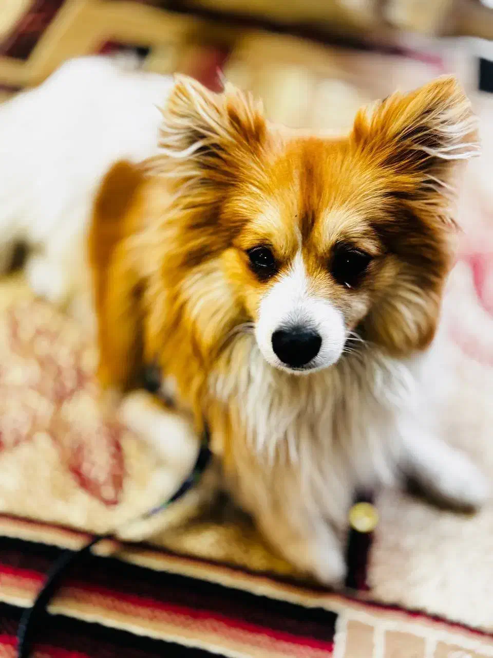 سگ پامر|سگ|بیرجند, |دیوار