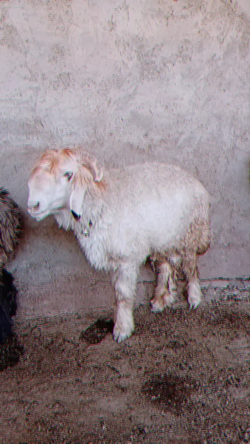 کووه نرمیشی چاق ومست|حیوانات مزرعه|شوشتر, |دیوار