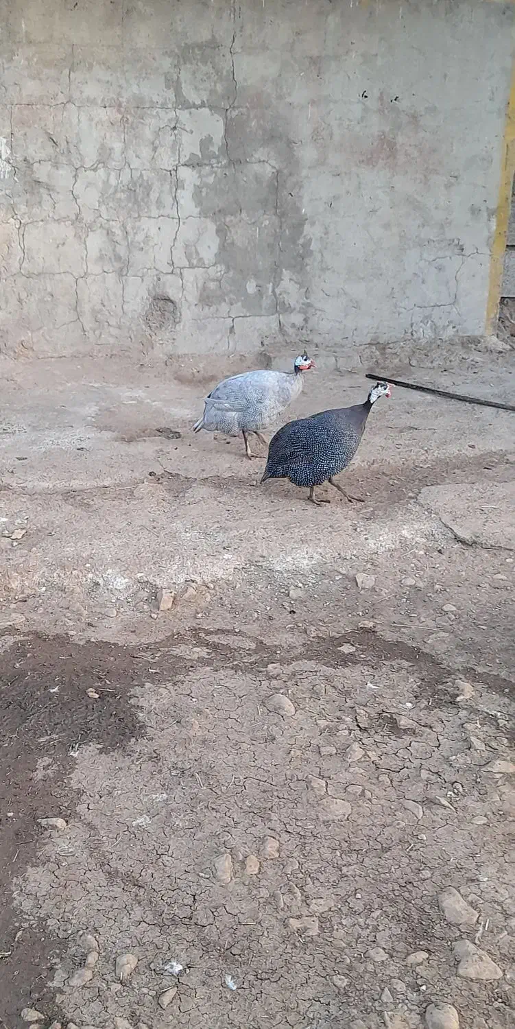 مرغ شاخدار نر و ماده|پرنده|لنده, |دیوار