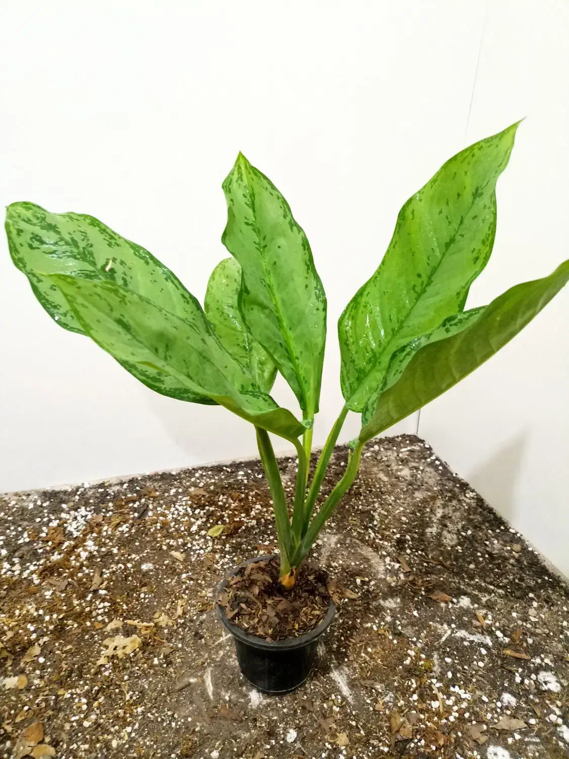 گل های آپارتمانی|گل و گیاه طبیعی|شاهین‌شهر, عطار|دیوار