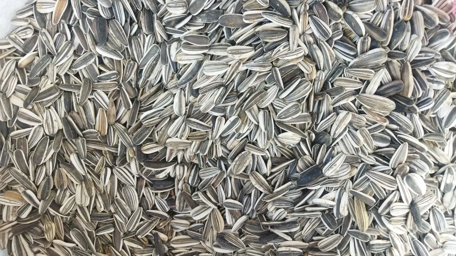 تخمه آفتابگردان|خوردنی و آشامیدنی|موچش, |دیوار