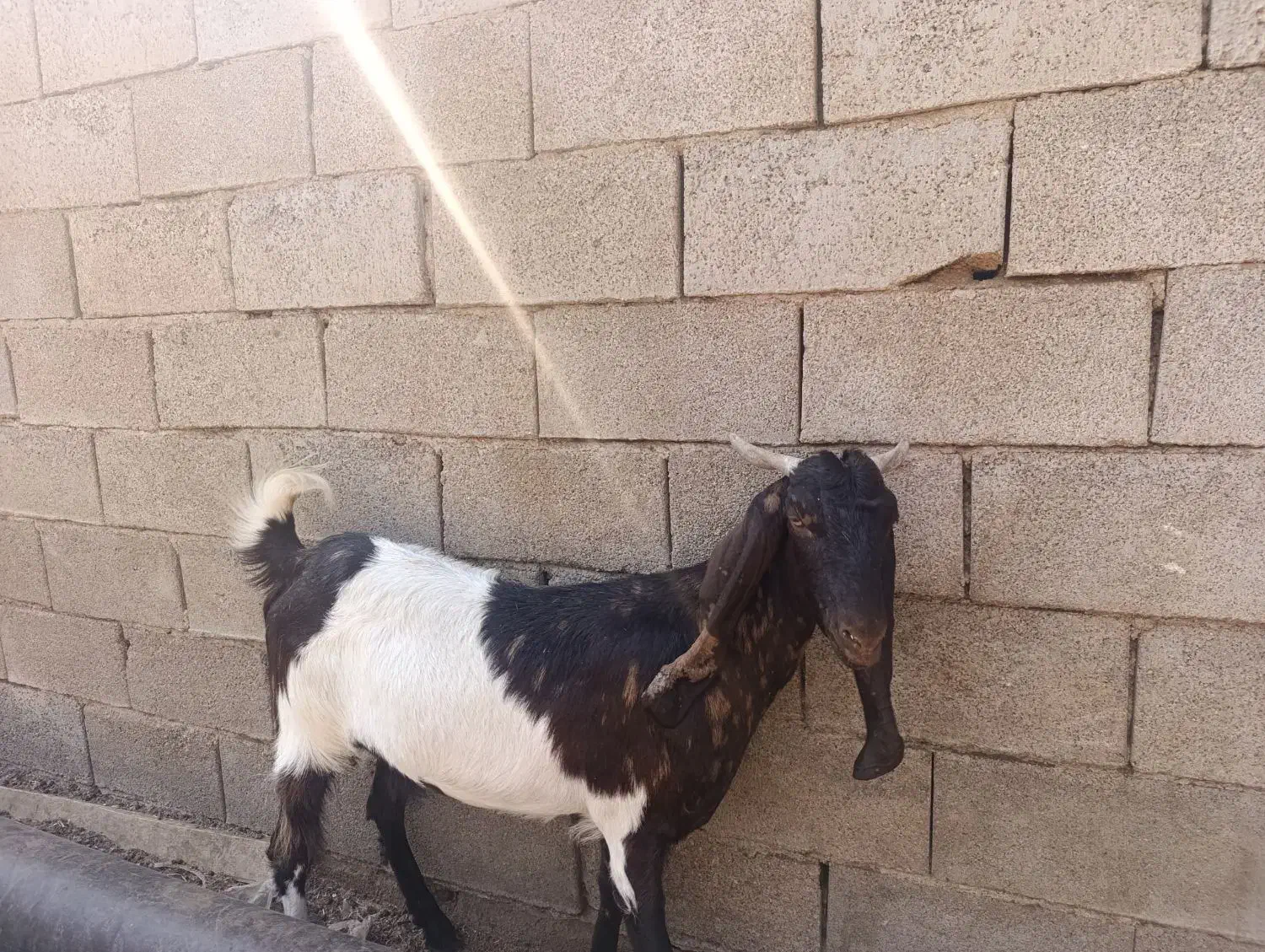 بزغاله|حیوانات مزرعه|بندر ماهشهر, |دیوار