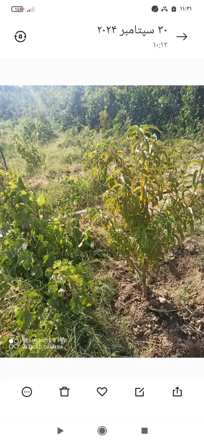 باغ نجوبران|فروش دفتر صنعتی، کشاورزی، تجاری|بیستون, |دیوار