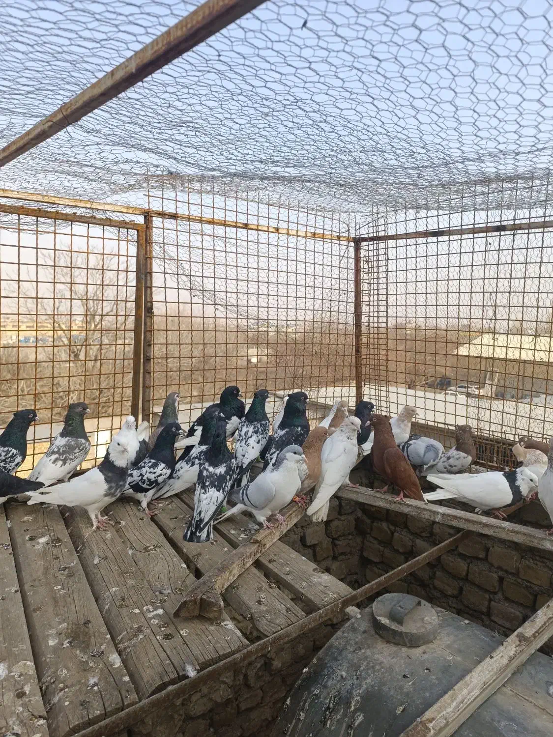 رنگه|پرنده|مشهد, کشف|دیوار