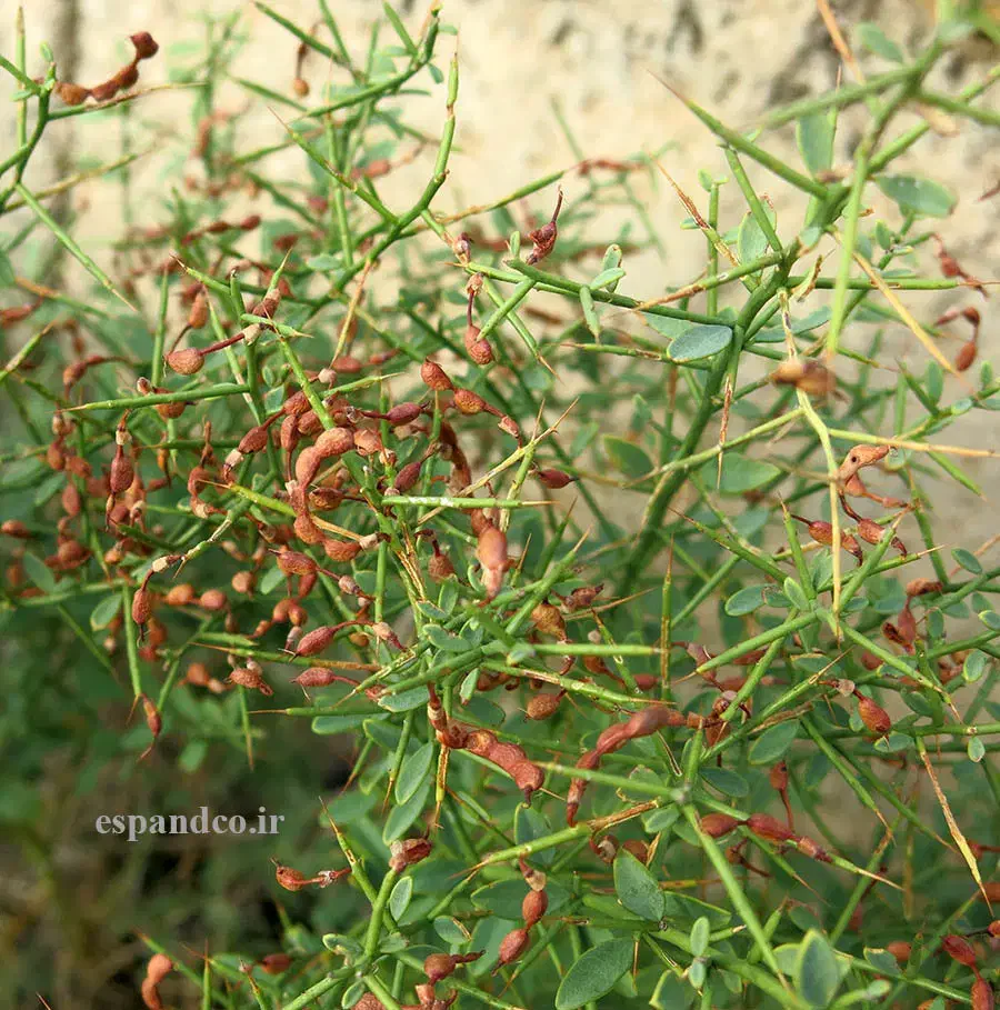 خارشتر معاوضه با یونجه|حیوانات مزرعه|شیروان (خراسان), |دیوار