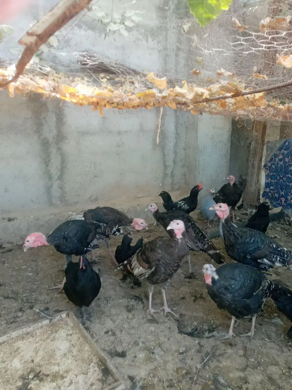 بوقلمون، مرغ، قو غاز ،مرغ شاخدار|حیوانات مزرعه|پیشوا, |دیوار