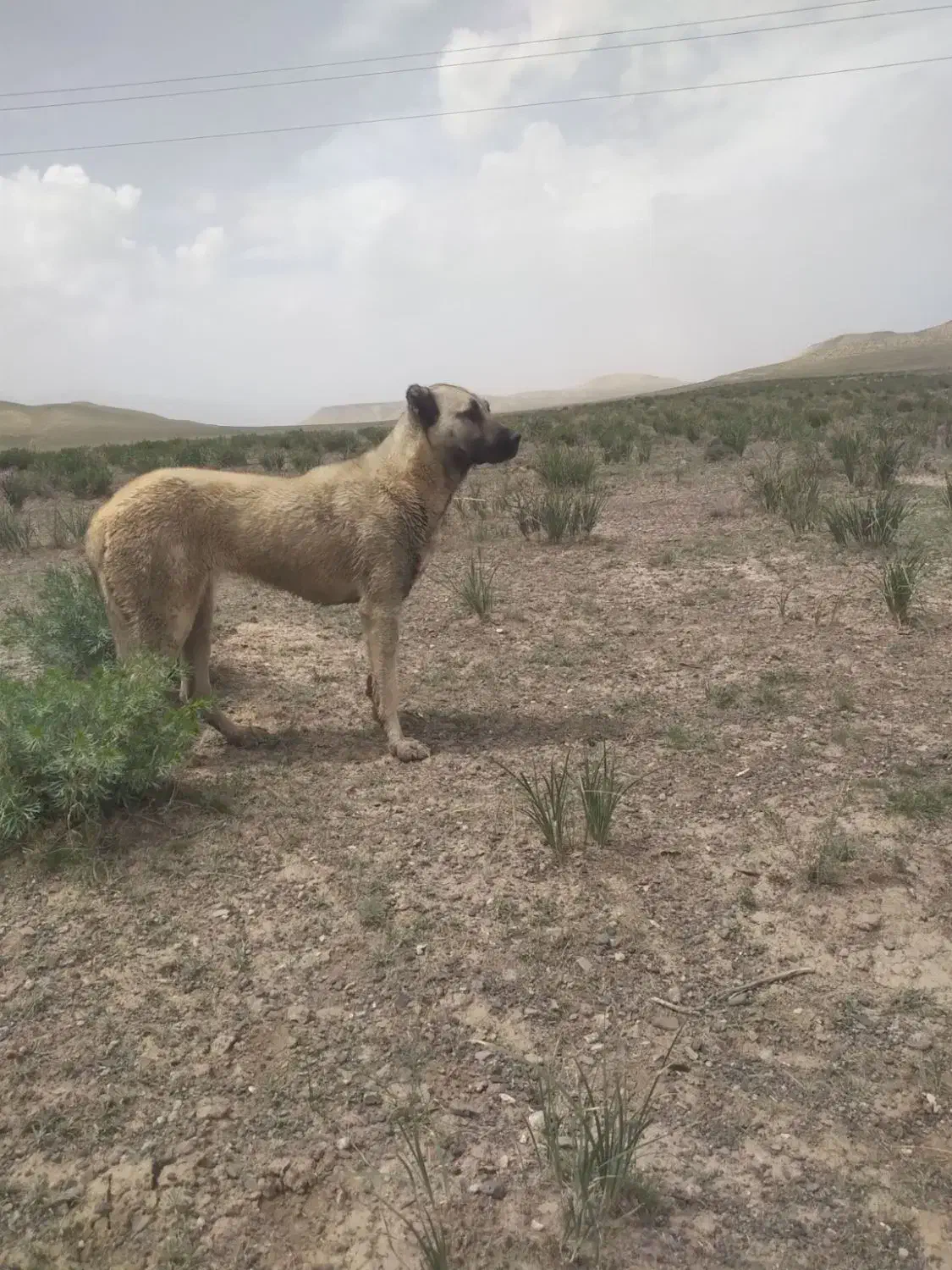 این سگ  گمشده  هرکی  دید به من خبر  بعد  اگه میشه|سگ|سراب, |دیوار