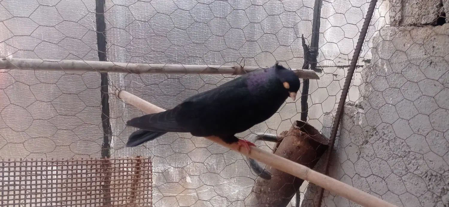 زاغ|پرنده|ایذه, |دیوار