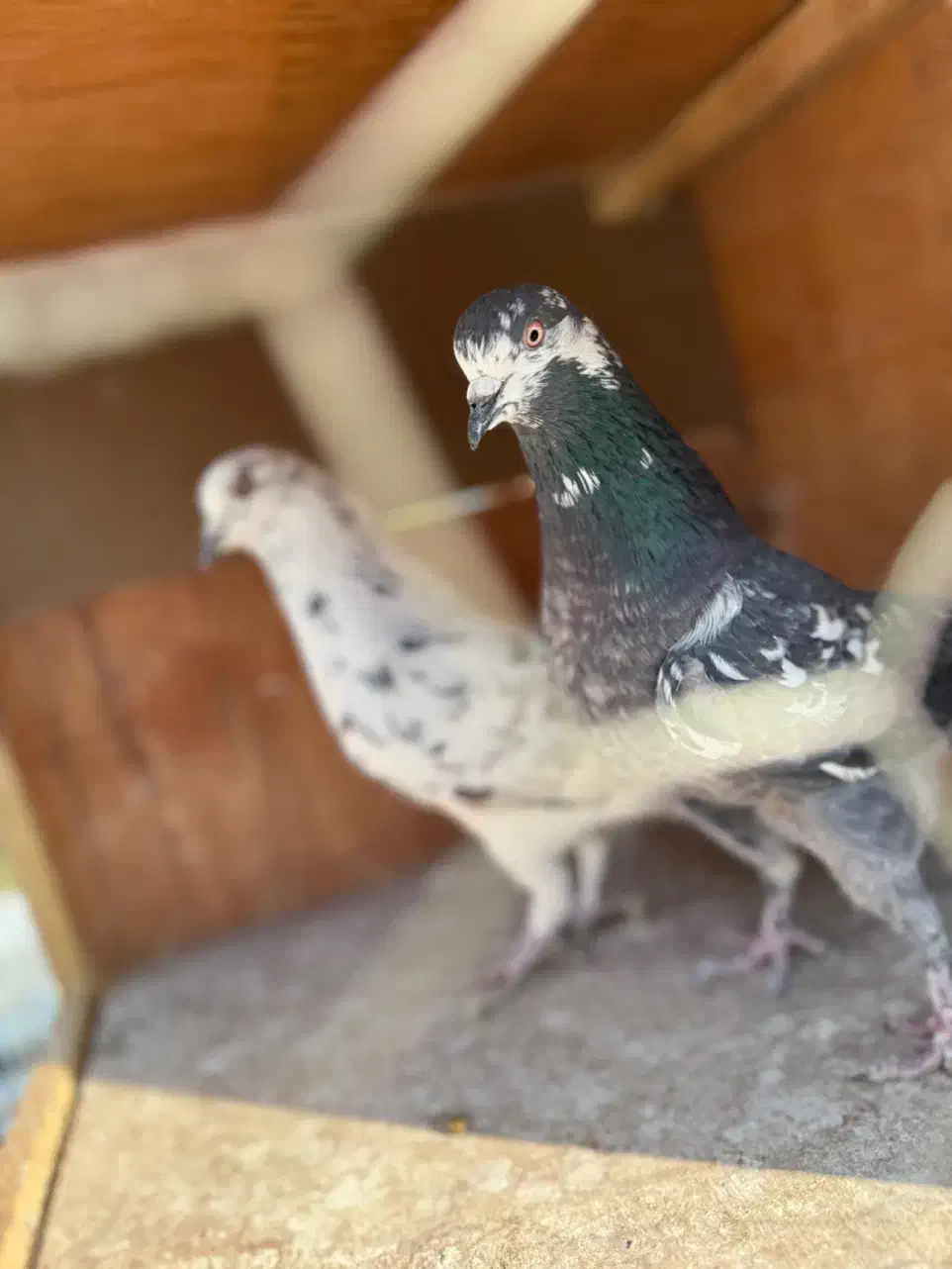 کفتر قلمه|پرنده|تهران, اکباتان|دیوار