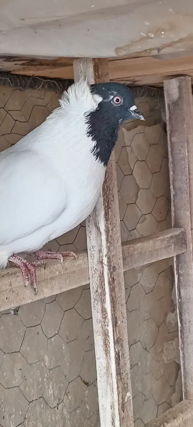 کبوتر پرستویی|پرنده|تیران, |دیوار