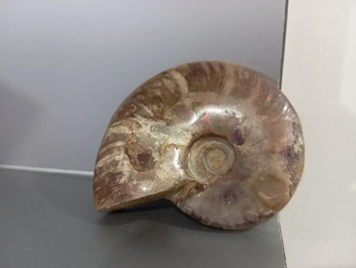 فسیل حلزون|کلکسیون اشیاء عتیقه|مشهد, سیلو|دیوار