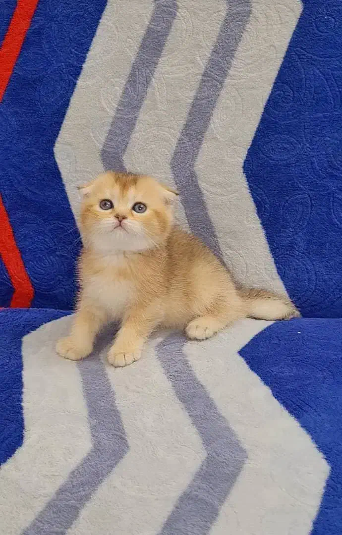 بچه گربه های اسکاتیش گلد و سیلور|گربه|ساری, |دیوار