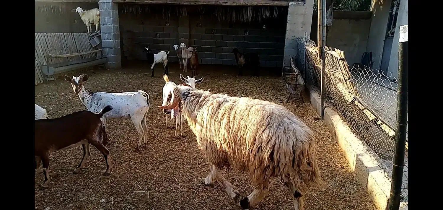 شیشک قوچ|حیوانات مزرعه|جم, |دیوار