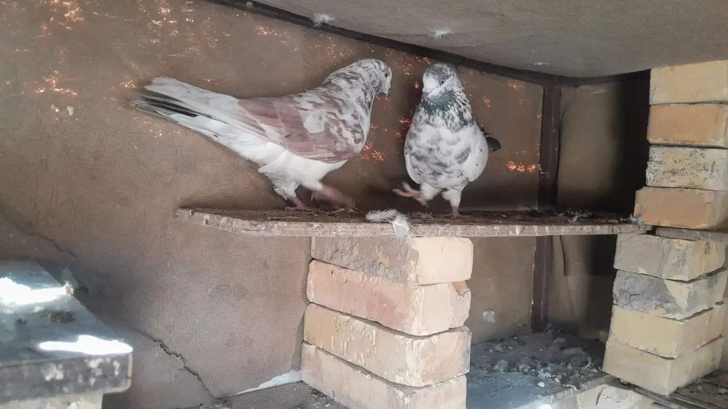 کبوتر‌گرگی‌ شیخی|پرنده|بندر ماهشهر, |دیوار